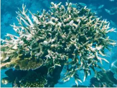  ?? Foto: Daniel Naupold, dpa ?? Korallen am Great Barrier Reef, die von der Korallenbl­eiche betroffen sind, vor der Küste von Cairns in Australien.