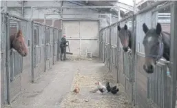  ??  ?? DOUBLE DUTY: A worker cleans a stable during an inspection. The animal police provide a mix of animal protection and human social services.