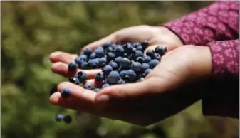  ?? ROBERT F. BUKATY — THE ASSOCIATED PRESS ?? A girl holds a handful of wild blueberrie­s picked near Sherman, Maine. The state’s blueberry crop is way down this year due to weather and a scale back of farming. Maine is one of the biggest blueberry producers in the country, and the only producer of...