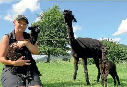  ?? PHOTO: FRANCES FERGUSON/STUFF ?? Kellie Dodd from Nevalea Alpacas holds twin Lucy as her brother, Lucas, stays close to mum.