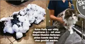  ??  ?? Katze Fluffy war völlig eingefrore­n (l.) - mit einer Sieben-Stunden-Rettungsak­tion konnte das Kätzchen gerettet werden.