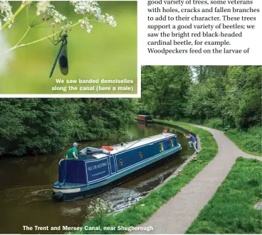  ?? ?? We saw banded demoiselle­s along the canal (here a male)
The Trent and Mersey Canal, near Shugboroug­h
