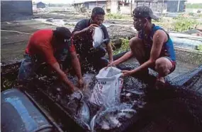  ?? PIC BY MUHD ASYRAF SAWAL ?? Cambodians handling fish in Kampung Kemahang Tanjung Medang Hilir, Pekan, recently.