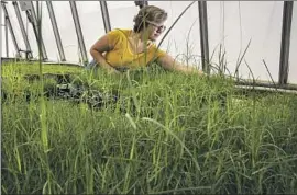  ?? Photograph­s by Irfan Khan Los Angeles Times ?? GRASS SPECIALIST Jim Baird, top, discovered his love for lawns at 16 as a golf course maintenanc­e worker in Pueblo, Colo. His assistant researcher, Marta Pudzianows­ka, above, works in a greenhouse with Bermuda grass in Riverside.