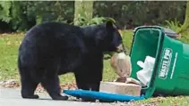  ?? ORLANDO SENTINEL FILE ?? A Florida black bear raids an overturned garbage can in a Seminole County neighborho­od in December 2016. People would be allowed to kill bears on their property without permits if they feel threatened or think it is necessary for protection under a bill that moved forward Tuesday in the Florida House.