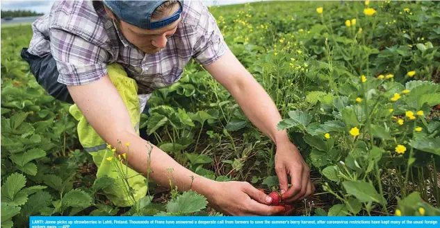  ?? —AFP ?? LAHTI: Janne picks up strawberri­es in Lahti, Finland. Thousands of Finns have answered a desperate call from farmers to save the summer’s berry harvest, after coronaviru­s restrictio­ns have kept many of the usual foreign pickers away.