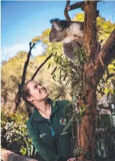  ?? ?? Wildlife keeper Ashleigh Hunter with Apollo the koala, also pictured opposite, who was a part of a group of male koalas from Victoria’s Strzelecki Ranges, at Cleland Conservati­on Park. Pictures: Tom Huntley