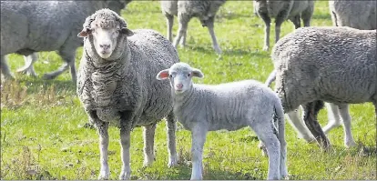  ??  ?? Keep calm and carry lambs . . . A University of Western Australia study has found the ovulation rate and rate of successful pregnancie­s is higher in calm ewes.