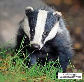  ?? ?? A wild badger (Ben Birchall/pa Wire)