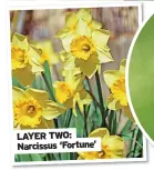  ?? ?? LAYER TWO: Narcissus ‘Fortune’