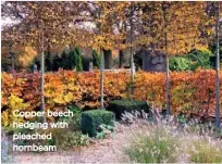  ??  ?? Copper beech hedging with pleached hornbeam