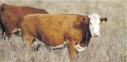  ?? MIKE DREW/FILES ?? Some ranchers have practicall­y no grass left to feed their animals and hay is in short supply across the country, says Charlie Christie of Alberta Beef Producers.