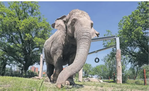  ?? FOTOS: KARL-JOSEF HILDENBRAN­D/DPA ?? Der asiatische­n Elefantenk­uh Targa mangelt es im Freigeländ­e des Elefantenh­auses im Augsburger Zoo an Gesellscha­ft.
