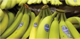  ?? Bild: KEITH SRAKOCIC/ARKIV ?? HAR GJORT UPP. Bananjätte­n Chiquita Brands Internatio­nal har gjort upp om förlikning med sex amerikansk­a familjer som anklagar dem för att gett ekonomiskt stöd till gerillan Farc på 90-talet.