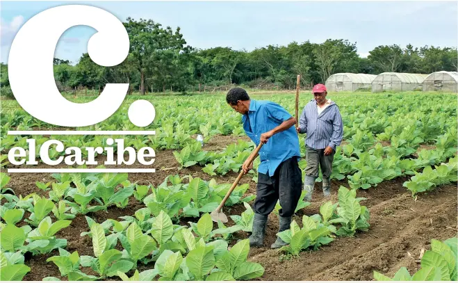  ??  ?? En comunidade­s de Villa González como El Limón, Palmar Arriba y Palmar Abajo, la mayor parte de la tierra con vocación agrícola está dedicada en gran proporción a la siembra de tabaco, industria que a nivel nacional emplea a 110,000 personas, de acuerdo con el director del Intabaco, Juan Francisco Caraballo.