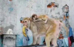  ?? — AFP ?? NEW DELHI: A baby macaque clings to her mother as they climb the roof of a parked car in the Indian capital yesterday.