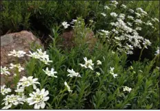  ?? BETTY CAHILL — SPECIAL TO THE DENVER POST ?? Candy tuft (Iberis sempervire­ns) is low-growing, full-sunloving perennial.