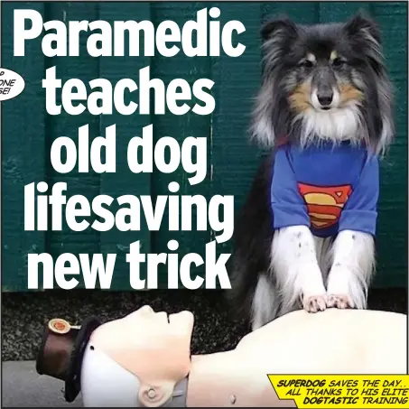 ??  ?? superdog saves the day.. all thanKs to his elite dogtastic training
