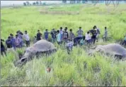  ?? PTI ?? Villagers stand near the bodies of two female elephants that were killed after being hit by a speeding train in Thakurkuch­i village on the outskirts of Guwahati on Sunday.