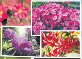  ??  ?? Clockwise from top left: Camellias, kalmia, pieris and rhododendr­ons love acidic soil