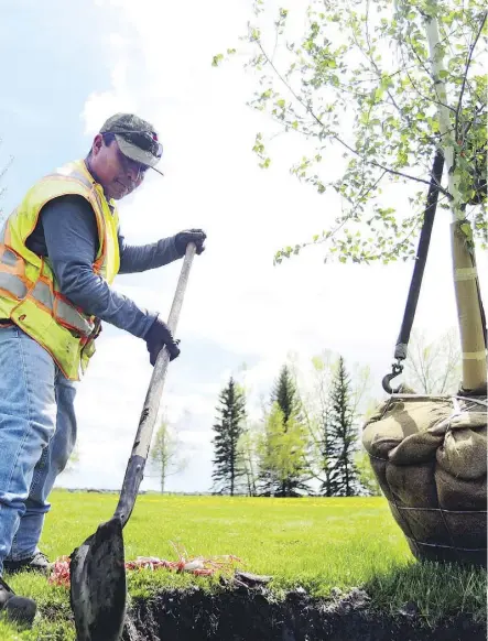  ?? RYAN MCLEOD ?? When transplant­ing a tree, Gerald Filipski recommends digging a hole one-and-a-half times deeper and wider than the rootball and watering the roots in well.