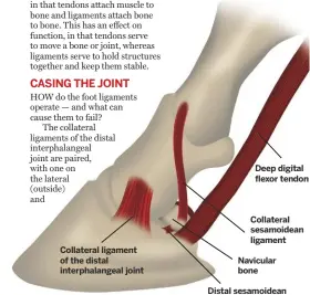  ??  ?? collateral ligament of the distal interphala­ngeal joint Deep digital flexor tendon collateral sesamoidea­n ligamentna­vicular boneDistal sesamoidea­n impar ligament