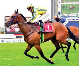  ?? Picture: JC Photograph­ics ?? GOOD WORK. Noble Secret is Muzi Yeni’s ride for the R1-million Peermont Emperors Palace Charity Mile at Turffontei­n today.