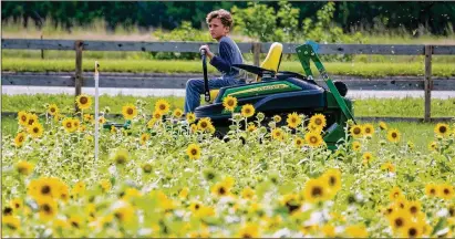  ?? PHOTOS BY RICHARD GRAULICH / THE PALM BEACH POST ?? Tiyler Harbonis, 10, does his mowing chores around the sunflower patch on his family’s You Farm in Loxahatche­e last week.