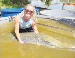  ?? (Courtesy Photo/Arkansas Game and Fish) ?? Chelsea Gilliland, Game and Fish fisheries biologist, with a 187-pound alligator gar taken from the Red River before it was released back into the river.