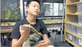  ?? Photo / AP ?? Ken Lee is one of Hong Kong’s youngest registered snake catchers.