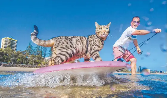  ?? Picture: NIGEL HALLETT ?? Robert Dollwet with his cat Boomer skim boarding at Snapper Rocks.