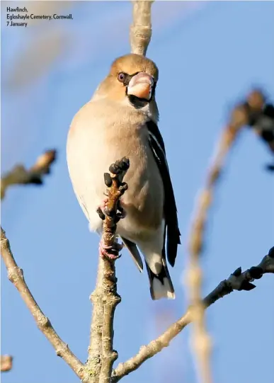  ??  ?? Hawfinch, Egloshayle Cemetery, Cornwall, 7 January