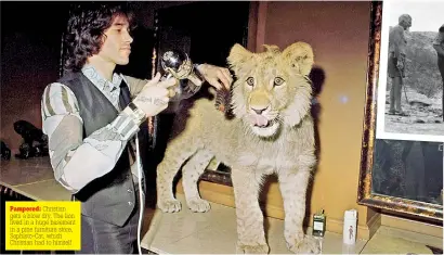  ??  ?? Pampered: Christian gets a blow dry. The lion lived in a huge basement in a pine furniture store, Sophisto-cat, which Christian had to himself