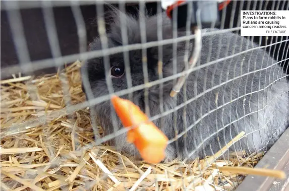  ?? FILE PICTURE ?? INVESTIGAT­IONS: Plans to farm rabbits in Rutland are causing concern among readers