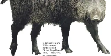  ?? ARCHIVFOTO­S: DPA (2)/KLIEBHAN (1) ?? In Weingarten sind Wildschwei­ne, Rehböcke und Füchse die größten Tiere.