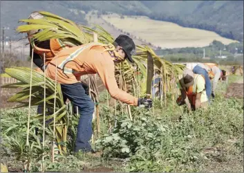  ??  ?? PHOTO ABOVE: Summer intern, Blake Mitcham, 16, uses a machete to trim weeds from a windbreak Tuesday.