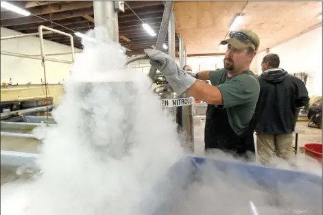  ?? NWA Democrat-Gazette/FLIP PUTTHOFF ?? Justin Hopper fills a cylinder with liquid nitrogen that allows Game and Fish staff to mark channel catfish with a freeze brand.