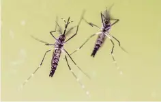  ?? Boris Roessler/DPA/Zuma Press/TNS ?? ■ Two yellow fever mosquitoes (Aedes Aegypti) are presented on Feb. 10, 2016, at a press conference from the Ministry of Science in Wiesbaden, Germany. Researcher­s at the University of Texas have created a tool to help detect mosquito species that carry disease.