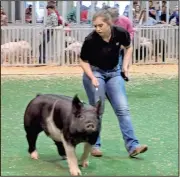  ?? CONTRIBUTE­D PHOTO ?? Amara White showing her market hog.