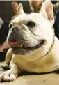  ?? TINA FINEBERG/AP 2007 ?? French bulldogs, or Frenchies as they are known, have been targeted in recent dog thefts.