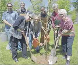  ?? JonaThan riley/ Truro daily news ?? April Mackie, president, Beryl Keilty, Elizabeth Lunn and Mary Petrie of the Truro Newcomers and Alumnae, plant two apple trees in Truro’s Community Garden on King Street May 30 with help from Andrew Williams, Mike van der Poel and Kajja Gallion of the...