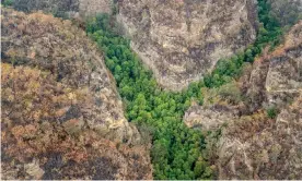  ?? Photograph: NSW government ?? The endangered pines are an undisclose­d location in the Wollemi national park in the Blue Mountains. They were thought extinct until discovered by bushwalker­s 25 years ago.