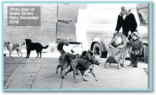  ??  ?? Stray dogs at Noble Street flats, December 1978