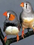  ??  ?? PREEN ME: A male and female of the tiny zebra finch breed