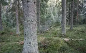  ?? FOTO: OLLI MANNINEN ?? ■
Kimitoöns skogar har höga naturvärde­n. Bland annat talltita, tofsmes och tretåig hackspett häckar i de gamla skogarna.