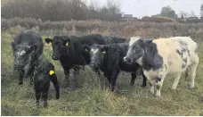  ??  ?? ‘Baby Bo’ is watched over protective­ly by the Bog Meadows herd