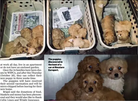  ??  ?? The puppies discovered in the boot of a car at Rosslare Europort.