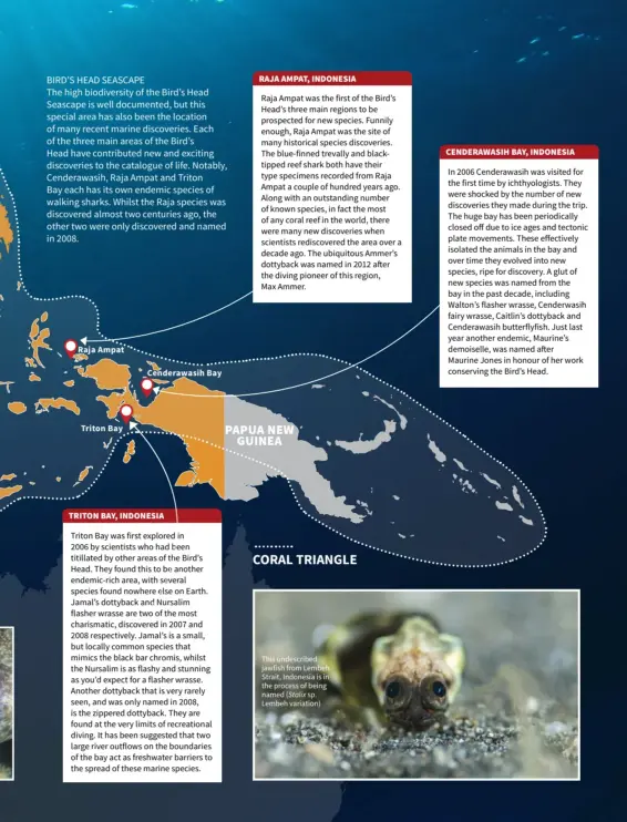  ??  ?? Raja Ampat
Triton Bay
Cenderawas­ih Bay This undescribe­d jawfish from Lembeh Strait, Indonesia is in the process of being named (Stalix sp. Lembeh variation)