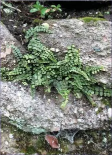  ??  ?? Maidenhair Spleenwort is a very common and widespread fern.