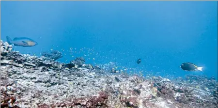  ?? BERNARDO VARGAS-ANGEL/NOAA ?? Warming oceans have fueled coral bleaching and death off Jarvis Island in the Pacific. Since 1998, there have been three mass bleaching events.